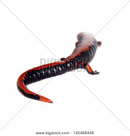 Lincolns Climbing Salamander, Bolitoglossa lincolni, isolated on white background