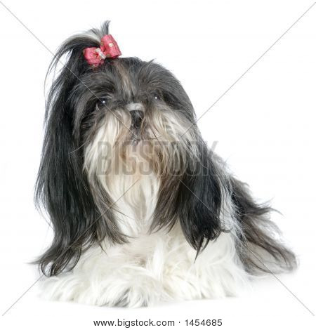 Shih Tzu