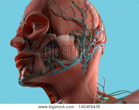 Anatomy head muscles, vascular system. 3D illustration.