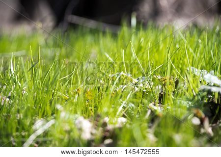 New beautiful green grass in sunny Spring.