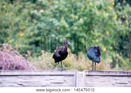 The Plegadis falcinellus bird. (Threskiornithidae). Glossy Ibis in wildlife. Unusual african wading bird.