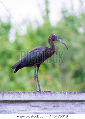 The Plegadis falcinellus bird. (Threskiornithidae). Glossy Ibis in wildlife. Unusual african wading bird.