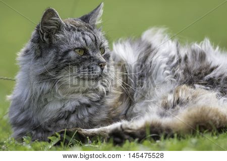 Long-haired semi-feral cat lays on the garden lawn.