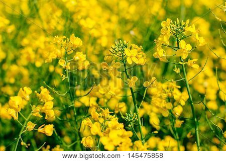 Rape Flower Close Up Right In The Rape Field