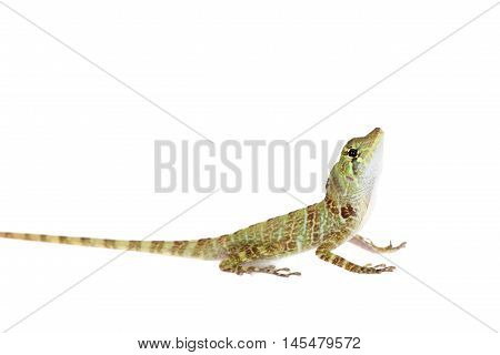 Dactyloa latifrons lizard isolated on white background