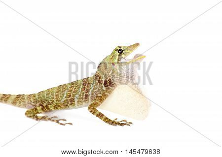 Dactyloa latifrons lizard isolated on white background