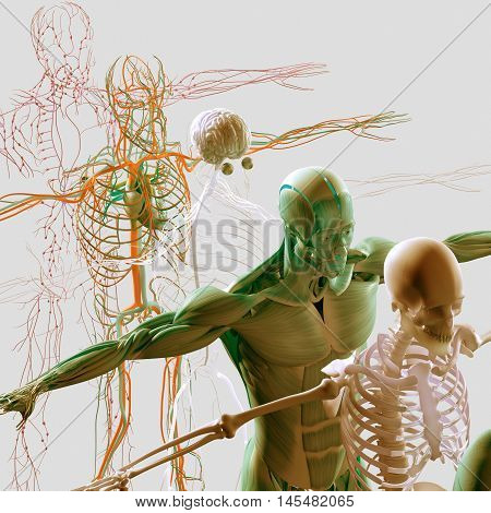 Human anatomy exploded view, deconstructed, layers. Separate elements muscle, bone, organs, nervous system, lymphatic system, vascular system. 3d illustration