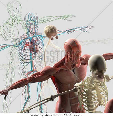 Human anatomy exploded view, deconstructed, layers. Separate elements muscle, bone, organs, nervous system, lymphatic system, vascular system. 3d illustration