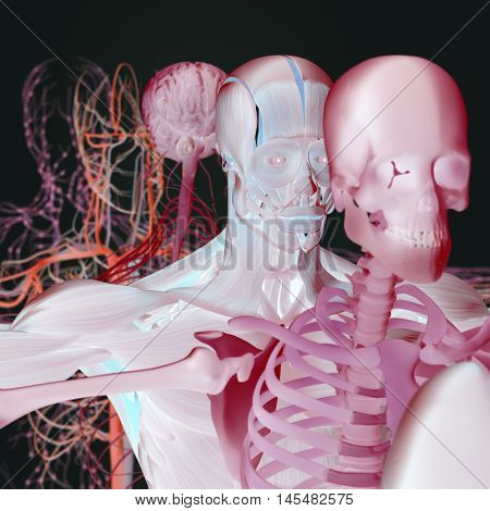 Human anatomy exploded view, deconstructed, layers. Separate elements muscle, bone, organs, nervous system, lymphatic system, vascular system. 3d illustration