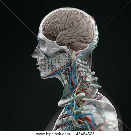 Human anatomy brain. Side view futuristic scan xray. 3d illustration