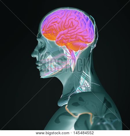 Human anatomy brain. Side view futuristic scan xray. 3d illustration