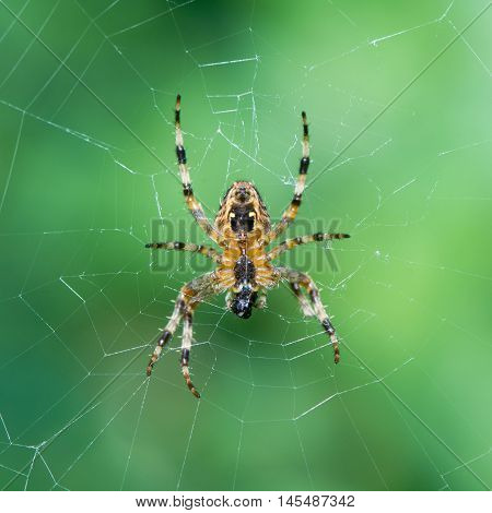 Garden spider (Araneus diadematus) female on web. Underside of spider in the family Araneidae showing epigyne and captured prey being consumed