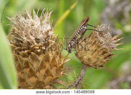 Brown grasshopper perched on a thistle flower
