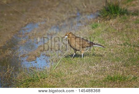 Falcon on the wet grass field for drinking