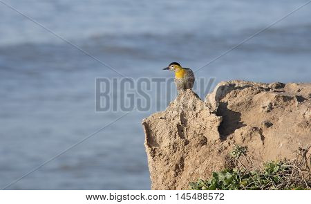 Woodpecker on the field , black -headed Woodpecker ,