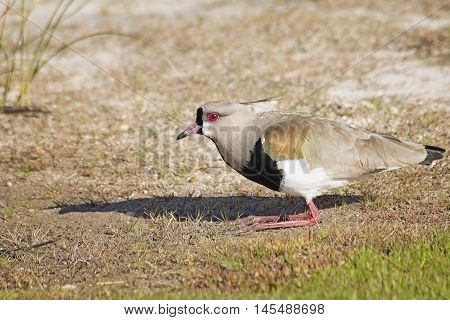 Lonely Southern lapwing perched on the field