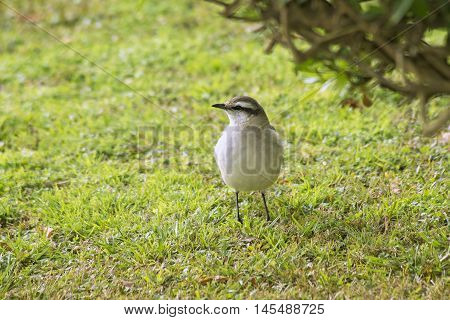 Lonely Lark perched on the grass field