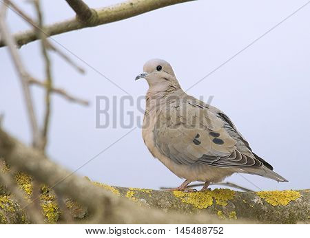 Torcacita dove perched on a branch tree