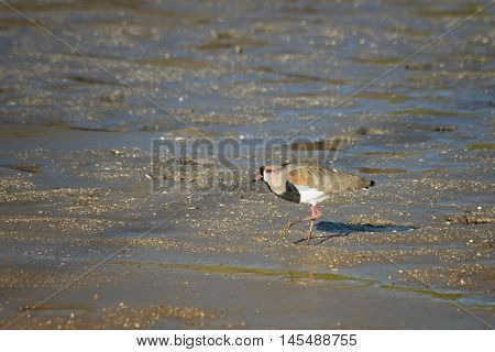 Southern lapwing on the sand in the lagoon