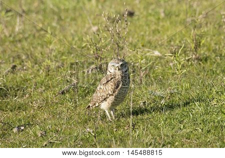 burrowing owl perched on the grass field