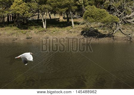 Bird Seagull flying low in the lagoon