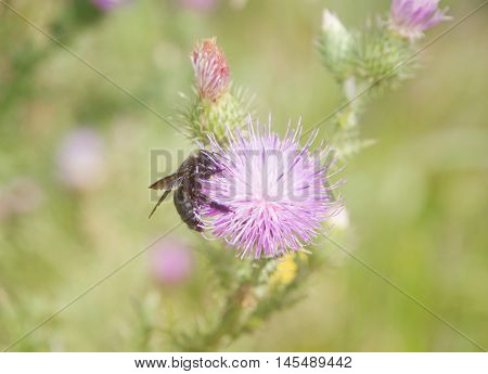 Hornet sucking nectar ftom a thistle flower