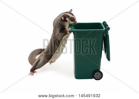 Sugarglider standing and look in to green garbage bin on white background.