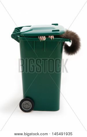 What kind of animal that show it's hands and tail in the garbage bin on white background.