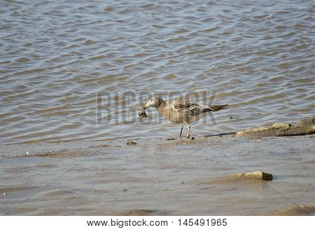 Bird Seagull fishing crabs in the lagoon