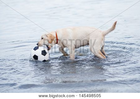 white dog playing with ball in water