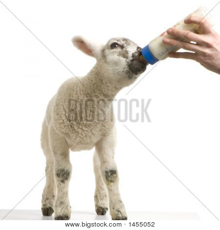 Agnello