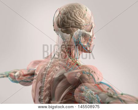 Human anatomy showing brain, face, head, shoulders and back muscular system, bone structure and vascular system. 3d illustration