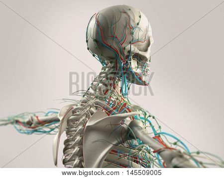 Human anatomy showing skeleton, face, head, shoulders and back bone structure and vascular system. 3d illustration