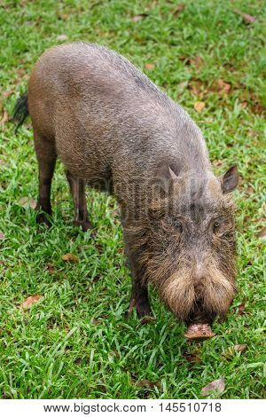Bornean bearded pig in Bako National Park, Borneo, Malaysia