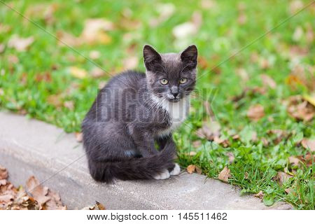 portrait of a black and white kitten