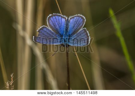 Meleager's Blue (polyommatus Semiargus)