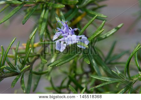 Commonly known as rosemary is a woody perennial herb with fragrant evergreen needle-like leaves and white pink purple or blue flowers native to the Mediterranean region.