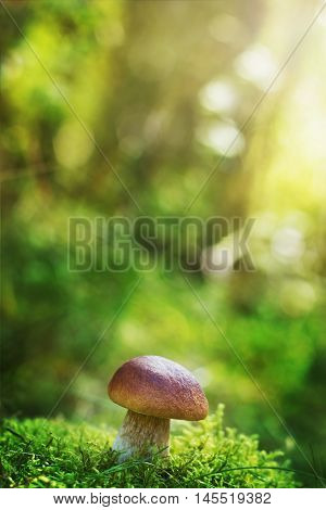 Mushroom boletus or cep in the autumn forest moss against beautiful bokeh background.