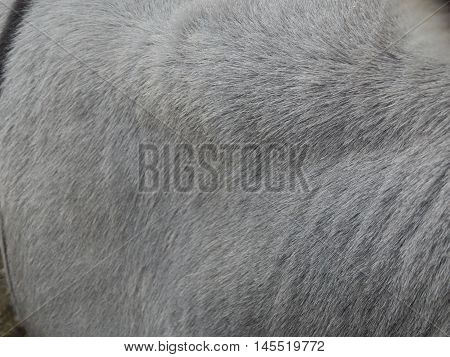 Deer graze in a paddock on a pasture in a herd