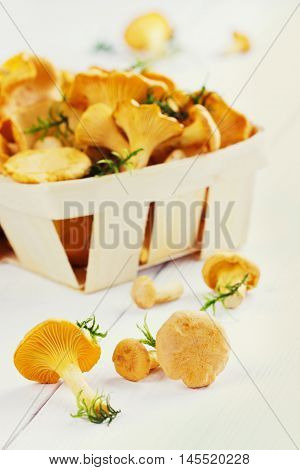 Yellow chanterelle or cantharellus cibarius forest mushrooms  on a white wooden background.