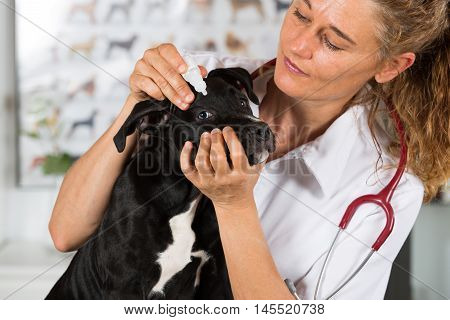 Veterinarian conducting a review with your dog American Staffordshire