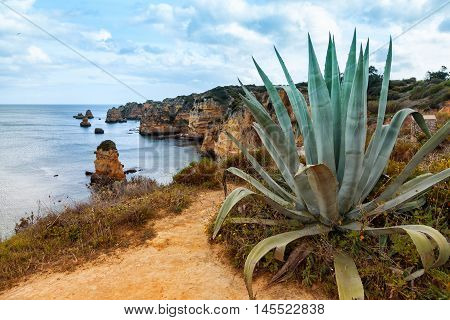 Algarve coast with agave plant in foreground