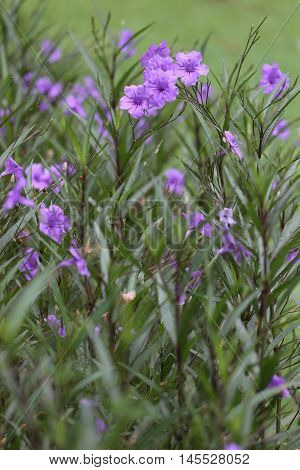 Beautiful of purple Ruellia tuberosa flower or popping pod bloom in public garden.