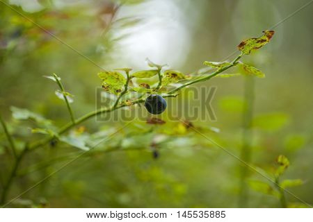 autumnal foraging background with bilberry bushes with berries