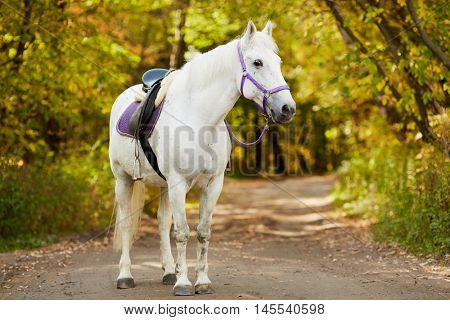 White bridled horse with saddle walks by alley in park.