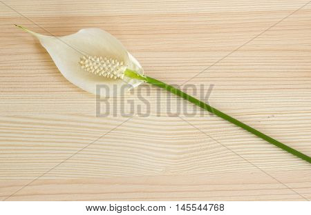 Home plant Spathiphyllum floribundum on wooden background
