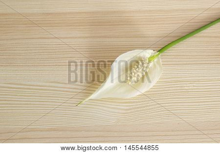 Home plant Spathiphyllum floribundum on wooden background