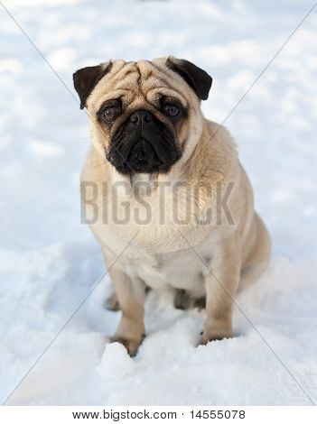 Chien Carlin sur la neige
