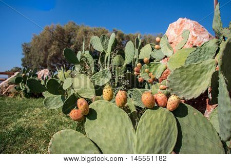 Prickly pear cactus with fruits called also Opuntia ficus-indica Indian fig opuntia barbary fig tuna growing near to the sea in the summer time. Fruits of prickly pear cactus. Horizontal. Close.