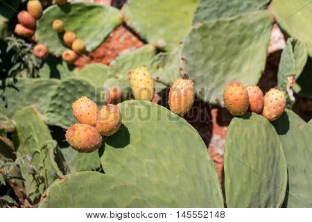 Prickly pear cactus with fruits called also Opuntia ficus-indica Indian fig opuntia barbary fig tuna growing near to the sea in the summer time. Fruits of prickly pear cactus. Horizontal. Close.